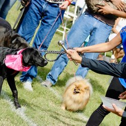 St. Mary Magdalene Episcopal Church - "Blessing of the Animals" on Oct. 2016 at the Jennie Lane Park in Manor, Texas [La "Bendición de Animales" en oct. 2016]