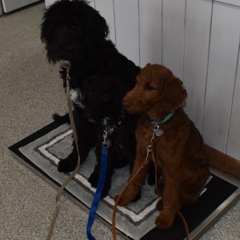 New Pittsburg Veterinary Clinic - January 22, 2022 so adorable we have Harry the Doodle and  Hazel the Goldendoodle getting weighed at New Pittsburg Vet. - Veterinarians Near Me - Wooster, Ohio
