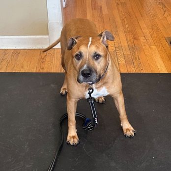 Bow Wow Behavioral - Sammy at Bow Wow Behavioral - Pet Training Near Me - Chicago, Illinois