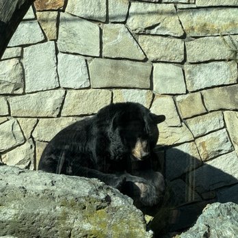 Stone Zoo - Black bear - Zoos Near Me - Stoneham, Massachusetts