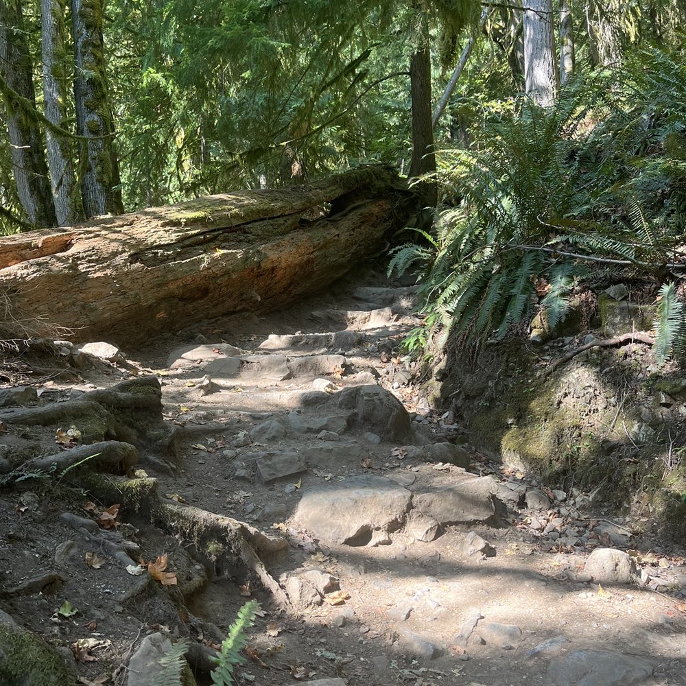 Mount Si - Cool steps and log - Parks Near Me