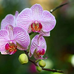 Reiki Golden Healing - Aranka is a big gardener, and loves orchids