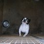 Photo of L'Avis du chien