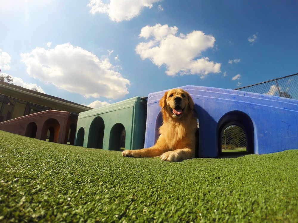 Pet Paradise Updated COVID19 Hours & Services 43 Photos & 37