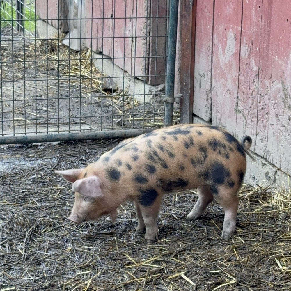 Deer Hollow Farm - piglet! - Kids Activities Near Me - Cupertino, California