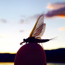 The Evening Hatch - Trout Food