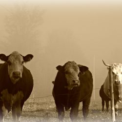 Gordon Family Farm and Sawmill - cows