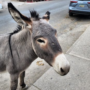 Oatman Hotel - Each burro has a name, but I forgot this ones. - American Near Me - Oatman, Arizona