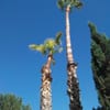 Gonzalez Tree & Palm Tree Trimming Service gift card