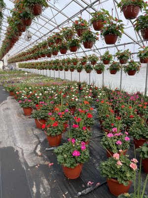 Frank's Produce & Greenhouse by null