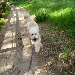 K9 Hikes