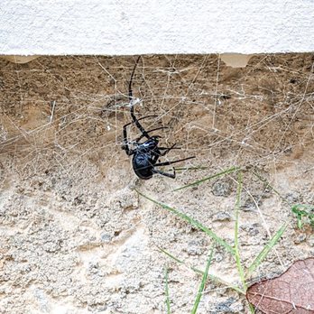 Magic City Pest Control - Pest Control Near Me - Pelham, Alabama