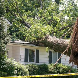 JP Tree Service - Tree fallen on house