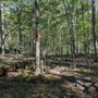 Photo of Sisters Hill Woods
