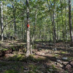 Sisters Hill Woods - Orange trail.