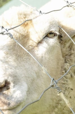 Valley Shepherd Creamery by null