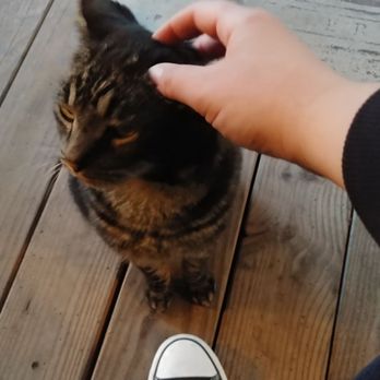 Hartland Inn - The friendly local outdoor cat "Thor". - Hotels Near Me - New Meadows, Idaho Hartland Inn - The friendly local outdoor cat "Thor". - Hotels Near Me - New Meadows, Idaho