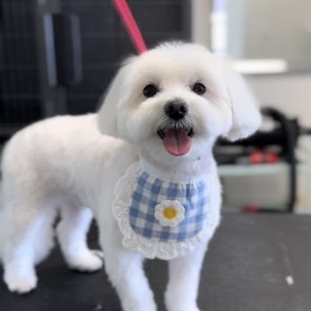 Joy Dog Grooming - Pet Groomers Near Me - Wheeling, Illinois Joy Dog Grooming - Pet Groomers Near Me - Wheeling, Illinois
