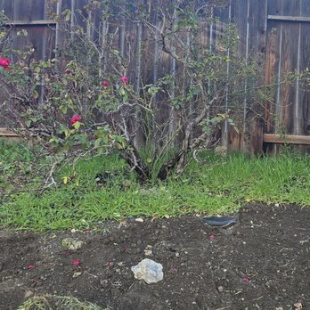 Davids Landscaping - Before. - Landscaping Near Me