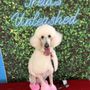 Treats Unleashed