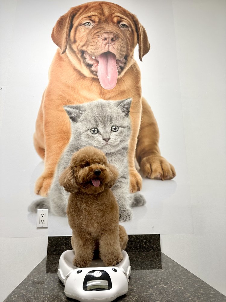 SOUTH FLORIDA PET EMERGENCY with reviews Updated September 2024 126 Photos & 19 Reviews