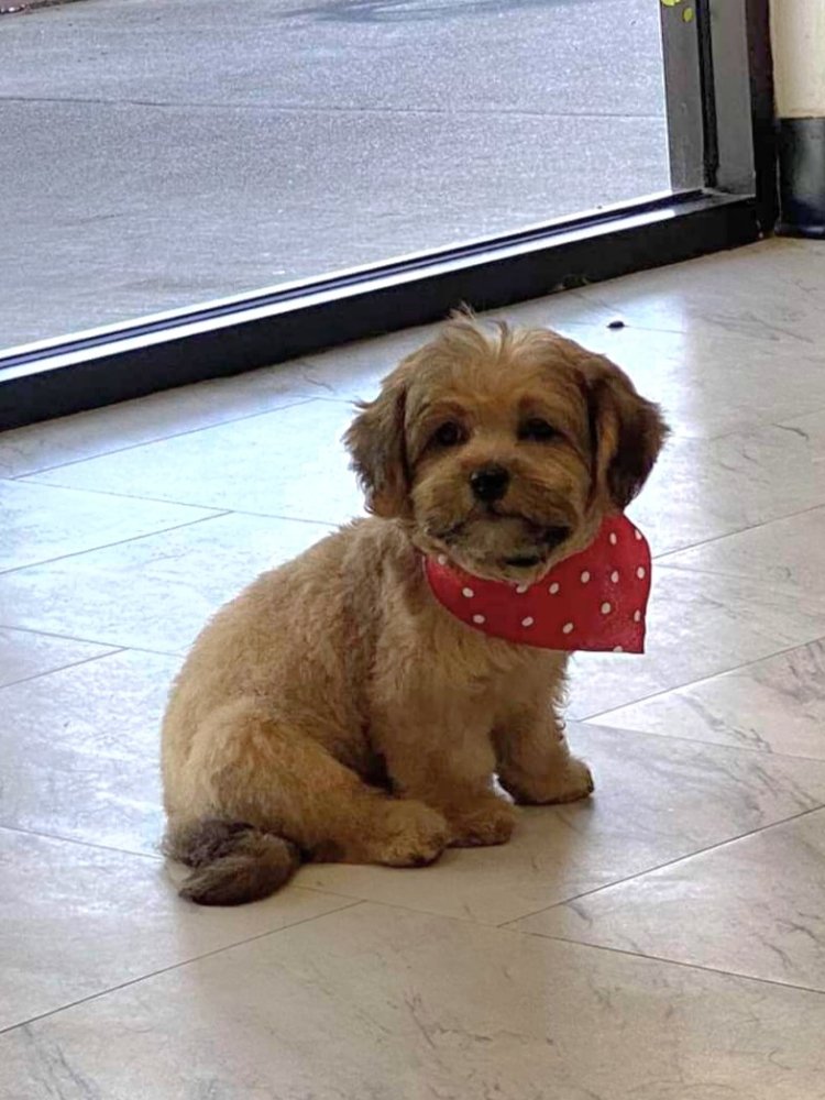 HAPPY PAWZ PET GROOMING 246 Photos & 75 Reviews 3422 W Hammer Ln, Stockton, CA Yelp