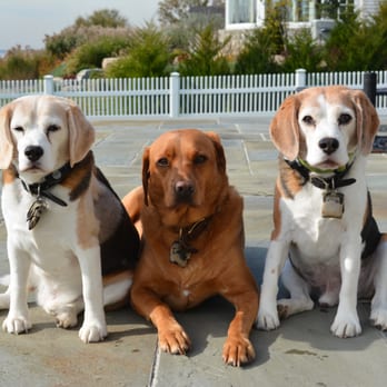 Bark & Learn - Scout,Riley,Jeep Johnston, Old Greenwich CT. - Pet Training Near Me - Rye Brook, New York Bark & Learn - Scout,Riley,Jeep Johnston, Old Greenwich CT. - Pet Training Near Me - Rye Brook, New York