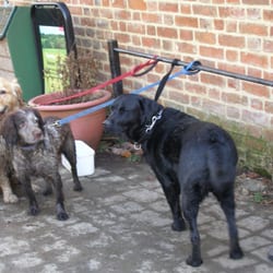Weald Country Park - Damn Dogs