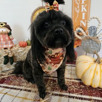 Posh Pawz Pet Spa - Pet Groomers Near Me - Pace, Florida Posh Pawz Pet Spa - Pet Groomers Near Me - Pace, Florida