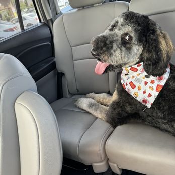Doggie Dos - Gracie's sassy little face - Pet Groomers Near Me - La Mesa, California Doggie Dos - Gracie's sassy little face - Pet Groomers Near Me - La Mesa, California