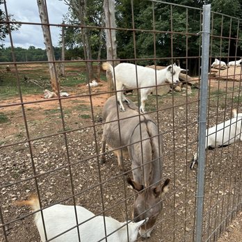 Lazy 5 Ranch - Zoos Near Me - Mooresville, North Carolina