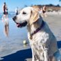 San Diego Canine