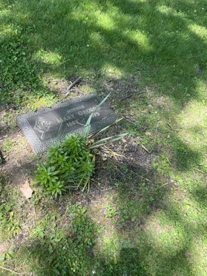 Headstone wash and mulch renewal! - Maintaining your loved ones memorial grow harder with time. Trust, rebel roots landscaping to assist you in cherishing and honoring your loved ones for the future time to come. Headstone wash and mulch renewal! - Maintaining your loved ones memorial grow harder with time. Trust, rebel roots landscaping to assist you in cherishing and honoring your loved ones for the future time to come.