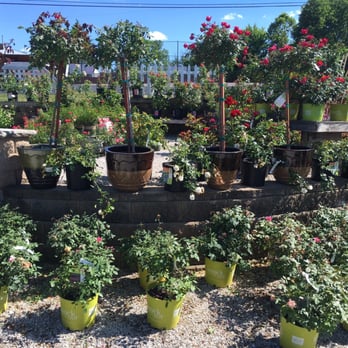 White Oak Garden Center - Nurseries & Gardening Near Me - Cincinnati, Ohio White Oak Garden Center - Nurseries & Gardening Near Me - Cincinnati, Ohio