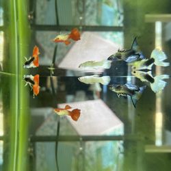 Olathe Pet Shop
