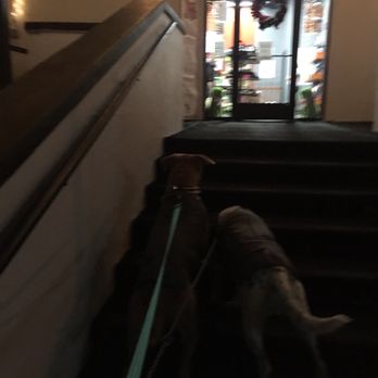 Bark Public House - Xms lights. Let us in - Pet Boarding Near Me - Nashville, Tennessee Bark Public House - Xms lights. Let us in - Pet Boarding Near Me - Nashville, Tennessee