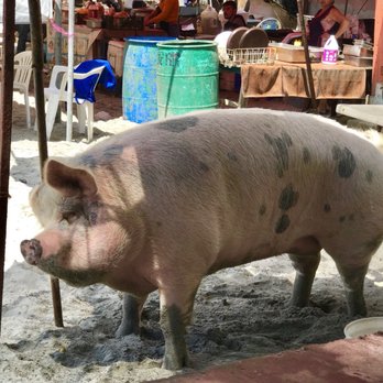 Turista Libre - I believe this pig should be the official mascot of this port! - Tours Near Me Turista Libre - I believe this pig should be the official mascot of this port! - Tours Near Me