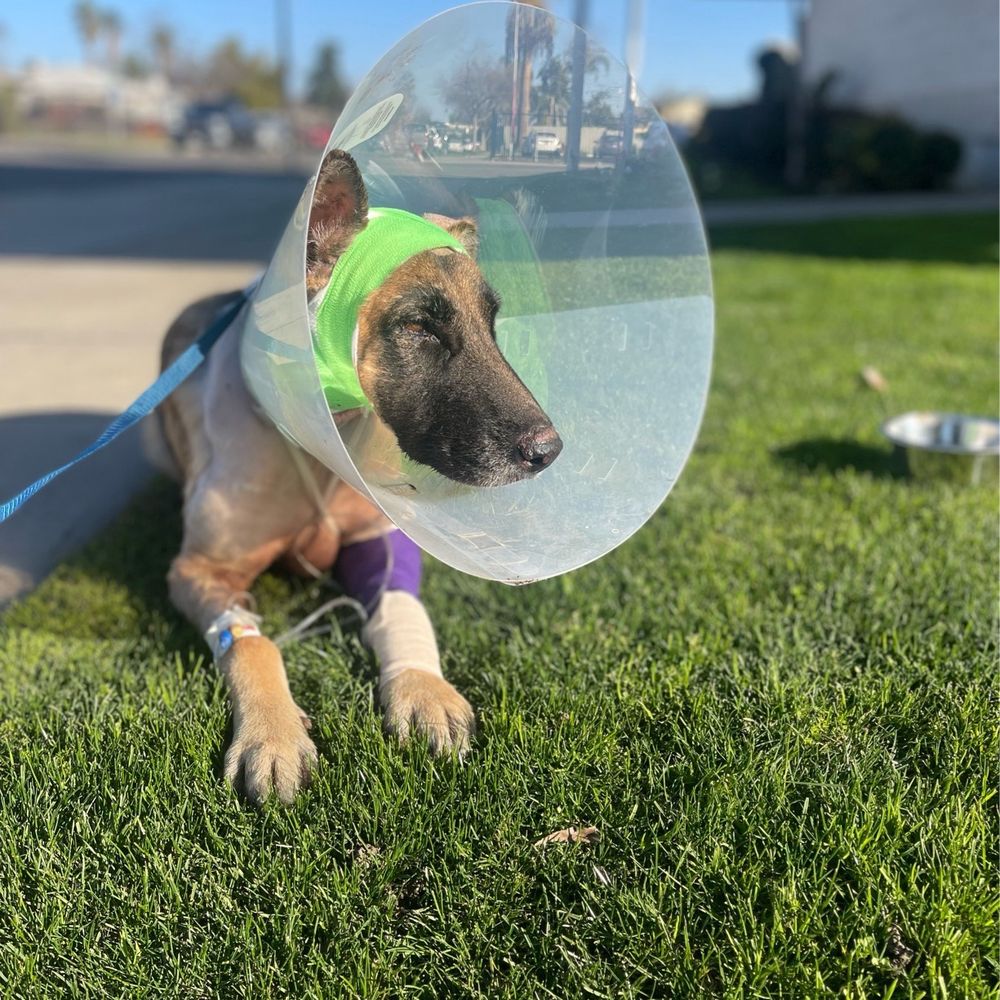 My dog getting recovery My dog getting recovery