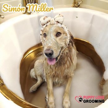 Puppy Love Grooming - Pet Groomers Near Me - El Paso, Texas Puppy Love Grooming - Pet Groomers Near Me - El Paso, Texas