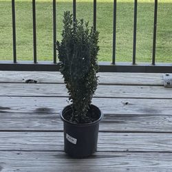 Dan West Garden Centers - Sky pencil