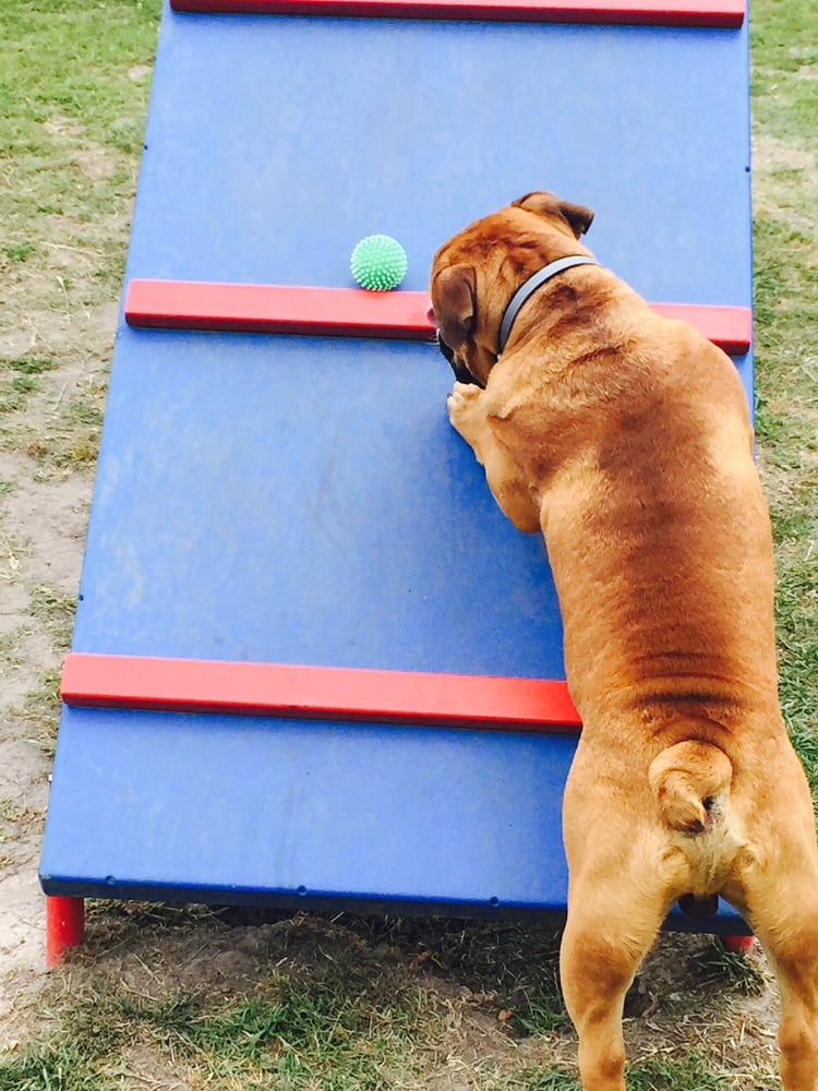 New River Air Station Dog Park Image