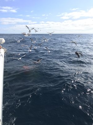 Shark Cage Diving with Calypso Star Charters by null