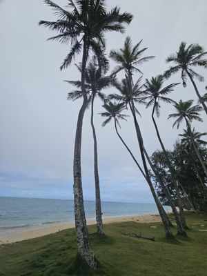 Punaluʻu Beach by null