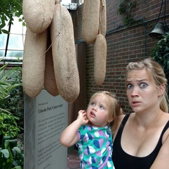 Lincoln Park Conservatory - Bread Fruit! - Parks Near Me - Chicago, Illinois Lincoln Park Conservatory - Bread Fruit! - Parks Near Me - Chicago, Illinois