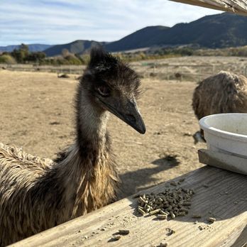 Ostrichland USA - Emu - Attraction Farms Near Me - Solvang, California Ostrichland USA - Emu - Attraction Farms Near Me - Solvang, California