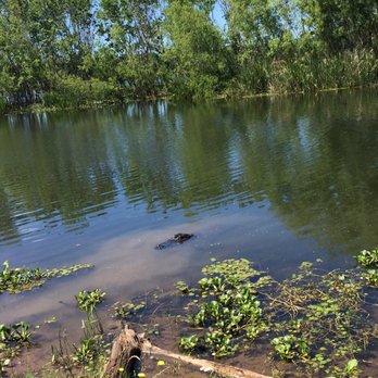 Brazos Bend State Park - So many gators! - Parks Near Me - Needville, Texas Brazos Bend State Park - So many gators! - Parks Near Me - Needville, Texas