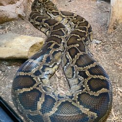 Rolling Hills Zoo - Boa