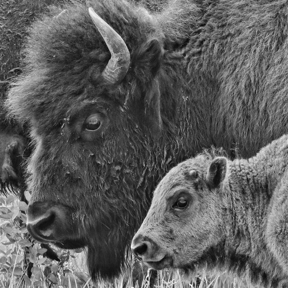 Yellowstone Tours From Jackson Hole - Mom and bison calve. - Bus Tours Near Me - Jackson, Wyoming Yellowstone Tours From Jackson Hole - Mom and bison calve. - Bus Tours Near Me - Jackson, Wyoming