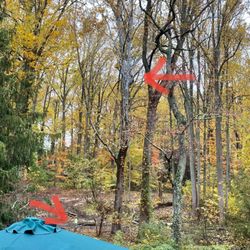 Elite Tree Care - Elite Tree Care -- 10/2022 arrows to the guys; see scale of tree size
