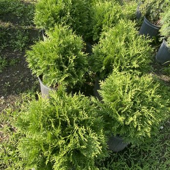 Growers Outlet - Nurseries & Gardening Near Me - Chicago, Illinois Growers Outlet - Nurseries & Gardening Near Me - Chicago, Illinois